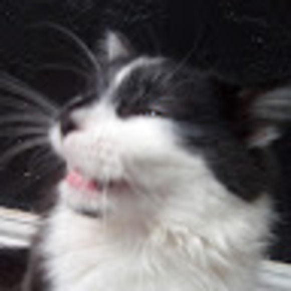 cloverthecat